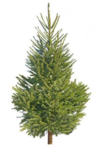Viljelty joulukuusi 250–300 cm